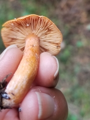 Lactarius subviscidus