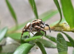 Paraphilaeus daemeli