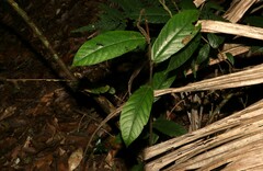 Ficus coronata