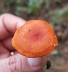 Lactarius subviscidus