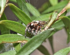 Paraphilaeus daemeli