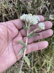 Pseudognaphalium chartaceum