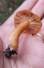 Lactarius subviscidus
