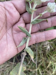 Pseudognaphalium chartaceum