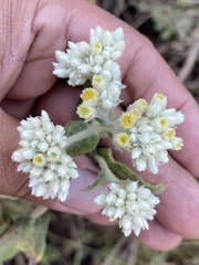 Pseudognaphalium chartaceum