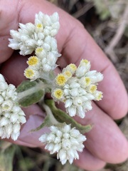 Pseudognaphalium chartaceum