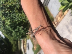 Zaprochilus australis