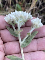 Pseudognaphalium chartaceum