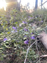 Solanum umbelliferum