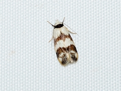Chezala brachypepla
