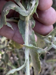 Pseudognaphalium chartaceum