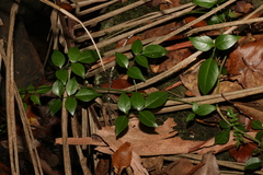 Pandorea jasminoides