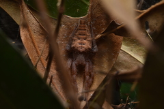 Cyrtophora exanthematica