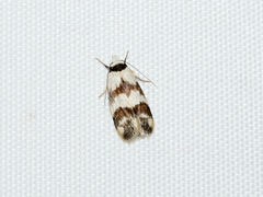 Chezala brachypepla