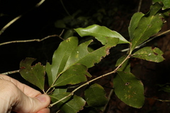 Denhamia celastroides