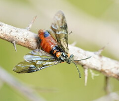 Lophyrotoma interrupta