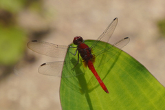 Erythrodiplax castanea