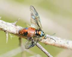 Lophyrotoma interrupta