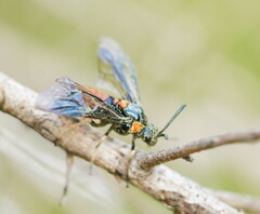Lophyrotoma interrupta