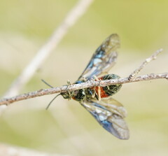 Lophyrotoma interrupta