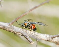 Lophyrotoma interrupta