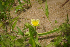 Limnocharis flava