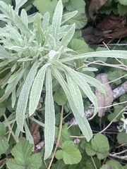 Pseudognaphalium beneolens
