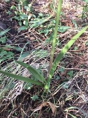 Sprekelia formosissima