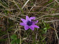 Anemone hortensis