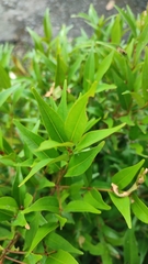 Syzygium myrtifolium