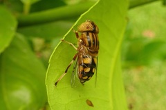 Eristalinus punctulatus