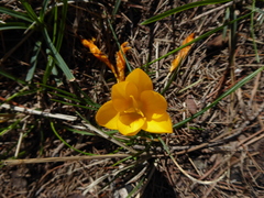 Crocus flavus