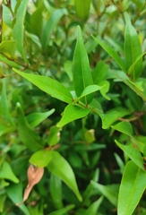 Syzygium myrtifolium