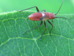 Lopidea instabilis