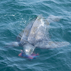 Dermochelys coriacea