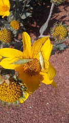 Oecanthus quadripunctatus