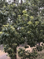 Brachychiton