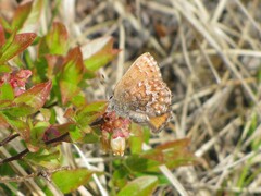 Callophrys niphon