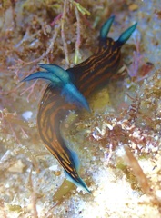 Roboastra gracilis