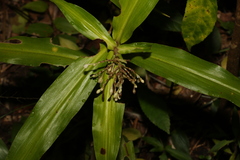 Pollia crispata