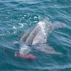 Dermochelys coriacea