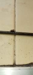 Badumna longinqua