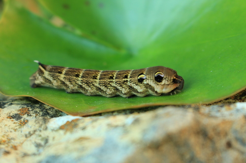 Photo of Elephant Hawkmoth (Deilephila elpenor)