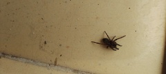 Badumna longinqua