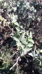 Ambrosia chenopodiifolia