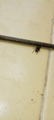 Badumna longinqua