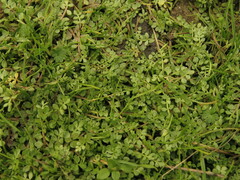 Limnanthes macounii
