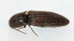 Agriotes