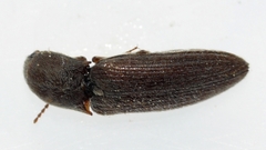 Agriotes