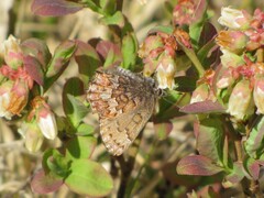 Callophrys niphon